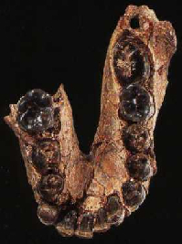 <p>Fragmented part of a lower mandible (which still holds thirteen teeth, as well as unerupted wisdom teeth). (Click on image to view larger.)</p>